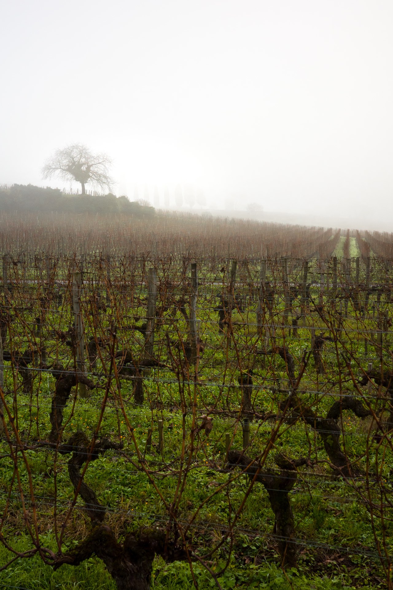 Saint-Emilion